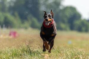 Dobermann running straight on the field photo