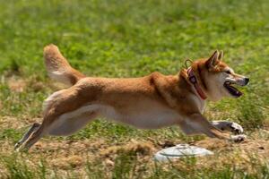 shiba inu running lure coursing competition on field photo