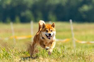 shiba inu running lure coursing competition on field photo