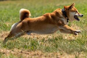 shiba inu running lure coursing competition on field photo