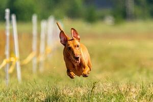 cirneco dell etna running full speed at lure coursing photo