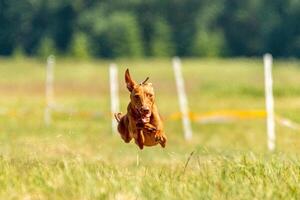cirneco dell etna running full speed at lure coursing photo