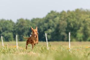 cirneco dell etna running full speed at lure coursing photo