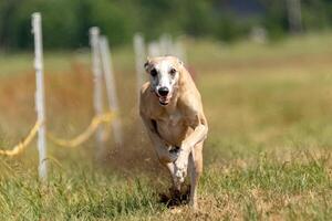 Whippet sprinter running on field chasing lure photo