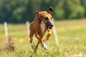 azawakh running lure coursing competition on field photo