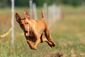 cirneco dell etna running full speed at lure coursing photo