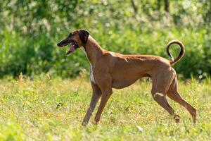 azawakh running lure coursing competition on field photo