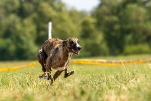 Whippet sprinter running on field chasing lure photo
