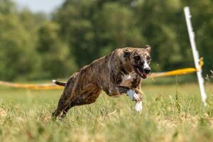 Whippet sprinter running on field chasing lure photo