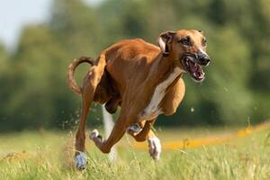 azawakh running lure coursing competition on field photo
