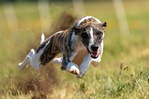 Whippet sprinter running on field chasing lure photo