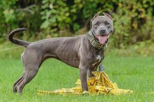 American Pit Bull running in the field photo