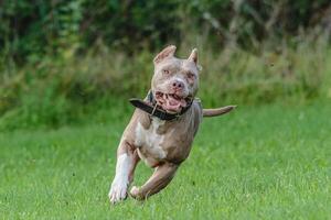 American Pit Bull running in the field photo