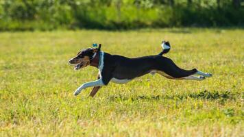 basenji lifted off the ground during the dog race competition photo