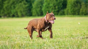 Pit Bull running full speed at lure coursing sport photo