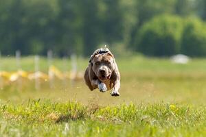 Pit Bull Terrier running and chasing the lure photo
