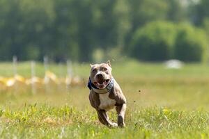 Pit Bull Terrier running and chasing the lure photo