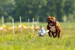 Pit Bull Terrier running and chasing the lure photo