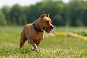 Pit Bull Terrier running and chasing the lure photo
