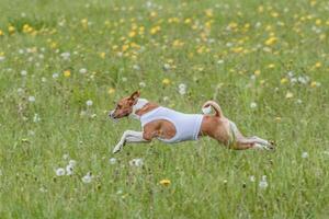 Basenji running in green field on lure coursing competition photo