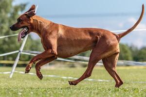 Dog running in the field on lure coursing competition photo