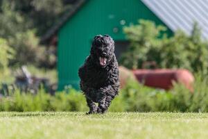 Dog running in the field on lure coursing competition photo