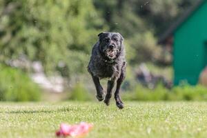 Dog running in the field on lure coursing competition photo