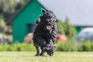 Dog running in the field on lure coursing competition photo