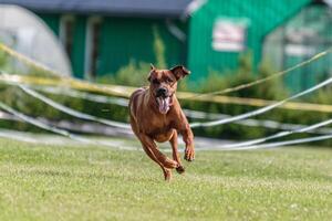 Dog running in the field on lure coursing competition photo