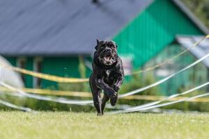 Cane Corso running in the field on lure coursing competition photo