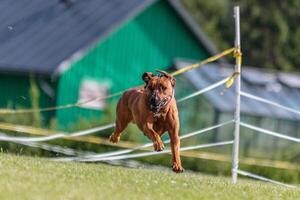 Dog running in the field on lure coursing competition photo