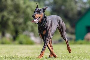 Dobermann running in the field on lure coursing competition photo