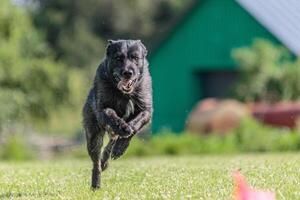 Dog running in the field on lure coursing competition photo