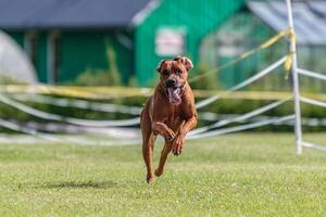 Dog running in the field on lure coursing competition photo