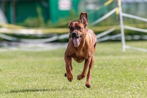 Dog running in the field on lure coursing competition photo