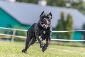Cane Corso running in the field on lure coursing competition photo