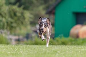 Catahoula dog running in the field on lure coursing competition photo