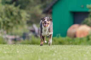 Catahoula dog running in the field on lure coursing competition photo
