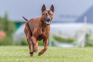 Thai Ridgeback running in the field on lure coursing competition photo