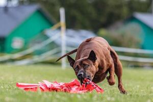 Thai Ridgeback running in the field on lure coursing competition photo