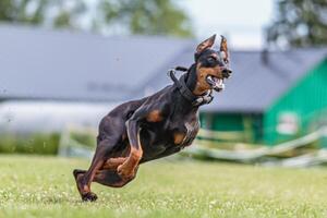 Dobermann running in the field on lure coursing competition photo