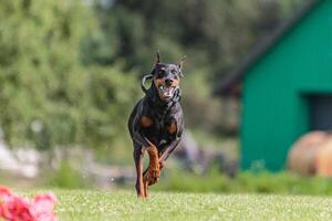 Dobermann running in the field on lure coursing competition photo