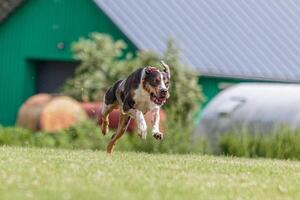 Catahoula dog running in the field on lure coursing competition photo