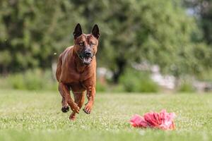 Thai Ridgeback running in the field on lure coursing competition photo