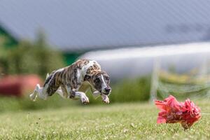 Whippet running in the field on lure coursing competition photo