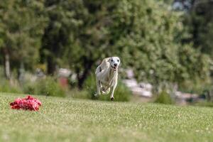 Whippet running in the field on lure coursing competition photo