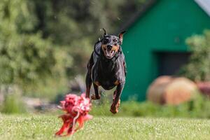 Dobermann running in the field on lure coursing competition photo