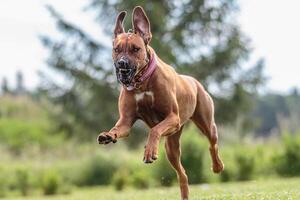 Dog running in the field on lure coursing competition photo