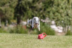 Whippet running in the field on lure coursing competition photo