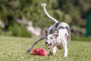 Whippet running in the field on lure coursing competition photo
